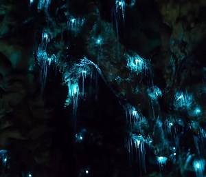 12K views · 769 reactions | Beautiful Glowworms in a Cave!  Waitomo Glowworm Caves, New Zealand  | WonderPlus | Facebook