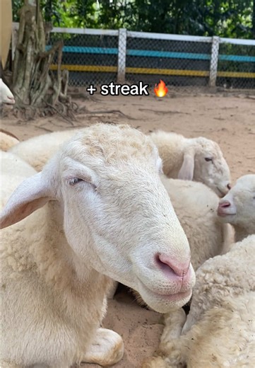 #GreenCreator #VinWonders #dulich #tournhotnguoithathu hey api, đi tour nhốt người thả thú chưa zợ