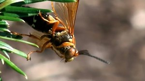 Cicada-killing wasps reemerge in the Northeast