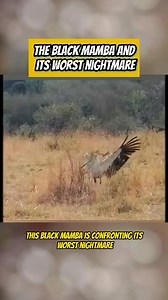 Lost Fawn Adopted by Lioness! You Won’t Believe What Happens Next! | Amazing Interesting Facts