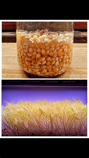 Creekside Microgreens on Instagram: "📣🌽📣🌽📣🌽📣🌽📣🌽📣🌽📣🌽📣🌽@storkgreg and I started growing popcorn shoots for @swtechvt They are adding the Popcorn Shoots along with our Basil and Amaranth to there beautiful dishes for there competition in February. 🌽With their pale-yellow color and sweet, corn-like flavor, they're a delicious and eye-catching addition to salads, sandwiches, wraps, and even smoothies. 🌽These shoots are not only tasty but also packed with nutrients like vitamins A, C