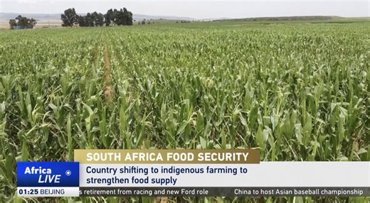 1.5K views · 20 reactions | South Africa turns to indigenous farming for food security South Africa is reviving native crops and livestock to strengthen its food supply and tackle rising food costs. Indigenous farming could help fight malnutrition and withstand the impacts of climate change. | CGTN Africa | Facebook