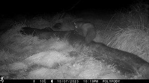 This wood mouse came to our Quarry Hide in search of peanuts, but almost ended up becoming pine marten food! It had a lucky escape this time, however, that's not always the case. In Britain, at least 40% of pine marten diet consists of small mammals. Wild fruits can make make up 30% of their diet during summer and autumn. This means that they are important for woodland health, as they keep small mammal populations in check and spread seeds! | Aigas Field Centre