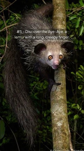 🤯 Top 10 Animals You Won’t Believe Exist 🌍 | You Won’t Believe #1 #facts #animals #top10 #wildlife