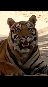 How to Safari in Style in India