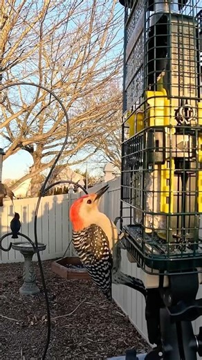 A red-bellied woodpecker enjoys some suet