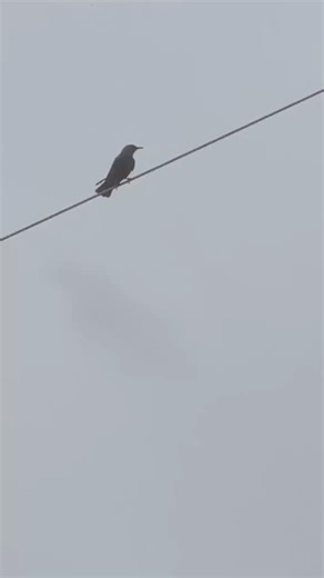 曇り空と、小鳥の声。小さな癒し。#小鳥 #鳴き声 #癒し #曇り空 ＃ヒヨドリ