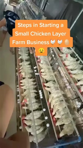 Guide to Starting a Small Chicken Layer Farm Business