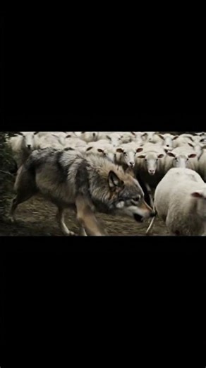 Herd Stampedes Lone Wolf! #wildlife #animals #shepherd #africa #usa #nigeria series #8