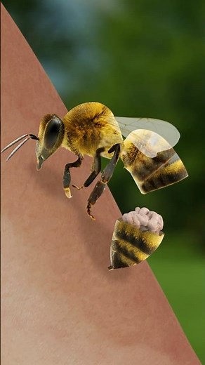 Why do 🐝 bite?