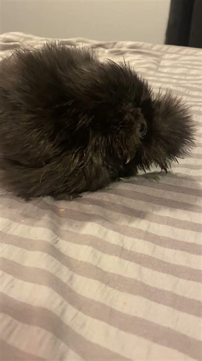 Wry neck - Day 4: a little more to go on getting her better.