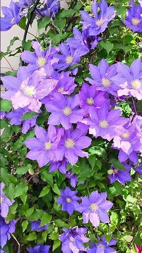 HF Young Clematis, May 2025 1