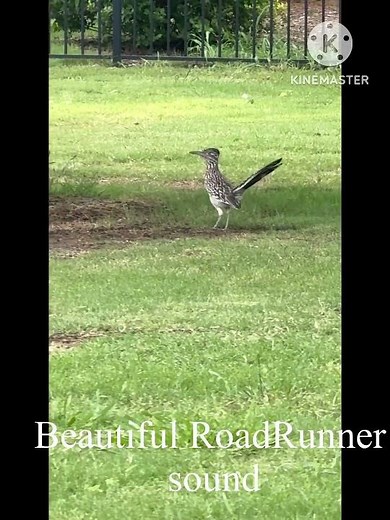 Beautiful Road Runner sound