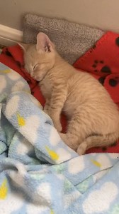 3M views · 10K reactions | My cute aggression with Riley is real 殺 #cutekittens #cats #catlover #catrescue #adoptdontshop #blondie #kittens #rescuedcat #sheltercat #shelterpetsoftiktok #houstontx #fostermom | Michael Sheldrake | Facebook