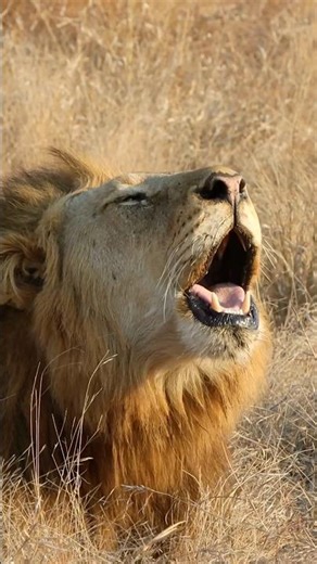 Lion Roaring in the Jungle | Real Wildlife Scene | Powerful Wild Animal Sounds #lion #animals