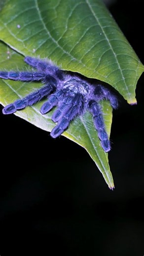 Juvie Caribena versicolor hiding between leaves in the jungles of Martinique. #tarantula #spider