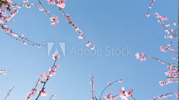 Astonishing natural beauty of almond orchard in early spring. Large blossom branches of almond tree against blue skies as seen from below. High quality 4k footage