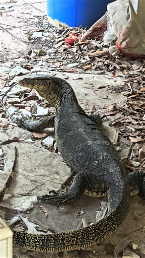 Looking at! water Monitor @firsttimebyncn