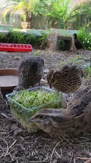 Happy Coturnix Quail crowing and eating sprouts 😄 #quailfarming #quail