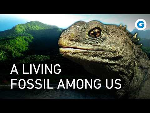 Surviving the Wild: New Zealand's Unique Wildlife and Extreme Landscapes | Extra Long Documentary