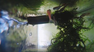 热闹的鱼缸，斑马鱼和白云金丝鱼共处一室，金刚螺啃完了水藻_哔哩哔哩_bilibili