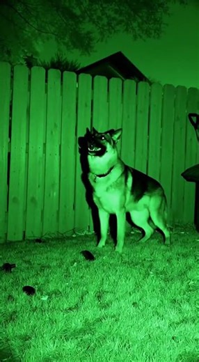German Shepherd Unleashes Fury on Burglar! Must See Night Vision!