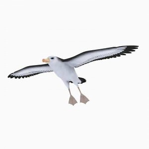 Albatross: What are they?, Characteristics, Habitat and More ▷➡️ Postposmo
