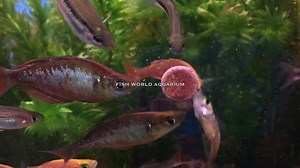 1.6K views · 34 reactions | Salmon Red Rainbow fish are stunning when you have a lot of greenery. | Fish World Aquarium | Facebook