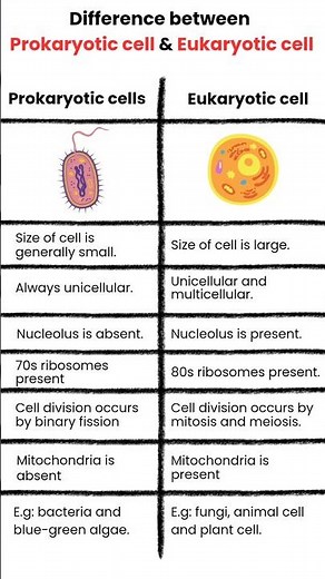 Difference between Prokaryotic and Eukaryotic Cells #shorts #prokaryoticcell #eukaryoticcell