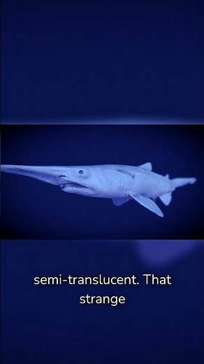Goblin Shark: The Living Fossil of the Deep