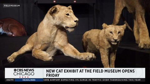 New exhibit on cats set to open at Field Museum