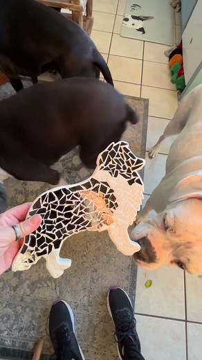 Mommy made this glass mosaic for some friends. Her and mommy were talking about their soul dogs Jamie and Venus who have passed. This seemed like a fitting tribute for Jamie 🌈. Hugs and love until we see them again 💔 | Valkyrie the Cleft Boxer