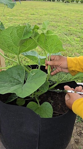 3M views · 14K reactions | Tips on gardening - pruning squash ➡️ improve air circulation, increased fruit production #gardeningtips #gardentips #squash #garden | Kabsat | Facebook