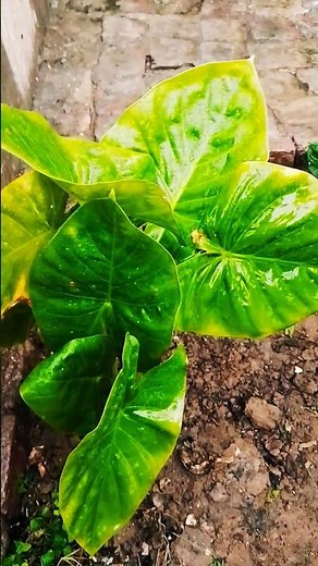 Grow Elephant Ear Plant Giant Leaves Fast 😱| Alocasia plant care tips ☘️| #plants #garden #shorts
