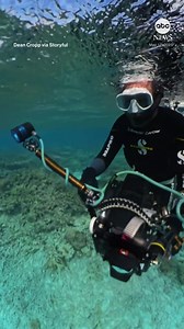 A diver captured the terrifying moment sharks attacked a camera his friend was holding while they traversed a reef in Australia’s Coral Sea. The woman was unhurt in the incident. | ABC News