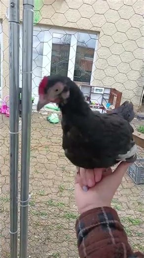 Le deuil d'une poule : ce que l'on ne dit pas 💔