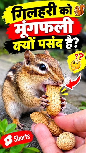 Why Do Squirrels Love Peanuts So Much? 🐿️🥜