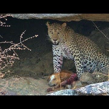 Leopard attacks on dog - shocking video - Part 2