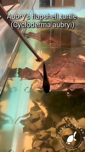 Aubry's flapshell turtle (Cycloderma aubryi) enjoy a fine dinner 🤤 at Turtle Island #werbung #turtlesisland #waterturtle #turtles #turtle #turtlesofinstagram #reptiles #nature #turtlelife #turtlelove #reptile #tortoise #turtlepower #safeturtles #wildlife #oliverknott #okaqua #aquariums #cycloderma #aubryi | Oliver Knott