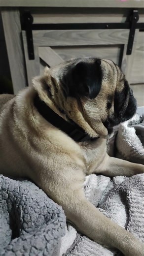 PUG dog Breed 🐶 PetSmart INDIA