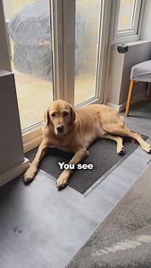 255 reactions | Tired of pills that just dull your dog?  There’s a natural way to calm him — without side effects. ✔️ 20% more padding = calming pressure ✔️ No drowsiness, just real peace ✔️ 75,000+ happy dogs (and owners) ❤️ Try it risk-free — 30-day money-back guarantee  UK delivery in 24–48h Let your dog be calm and himself. Tap below. #naturalcalm #calmdognaturally #nomorepills #dogwellness #ukpets #naturalrelief | Natural Calm | Facebook