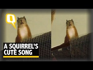 This Singing Squirrel Will be the Cutest Thing You'll Watch Today