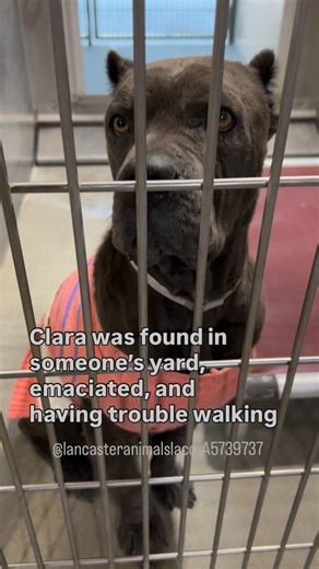 Lancaster Animal Care Center on Instagram: "Clara was found in someone’s yard, emaciated, weak, and struggling to walk. Shes feeling better now but still has skin issues that will need follow up care. She is gentle, calm, and so grateful for kindness. She’s all dressed up and ready to be your Thanksgiving plus-one, she just needs someone who will choose her. #A5739737 Please check availability by entering her Animal ID on animalcare.lacounty.gov — you can view all our available animals there. 📍