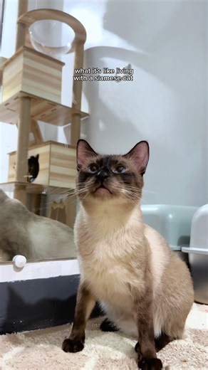 Yappy Siamese Cat Behavior: Cute and Chatty Pets