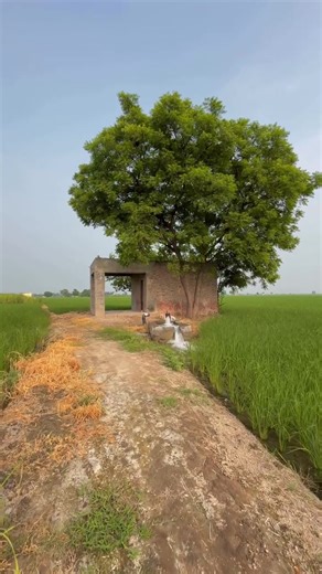 Discover the Best Modified Tractors in Punjab