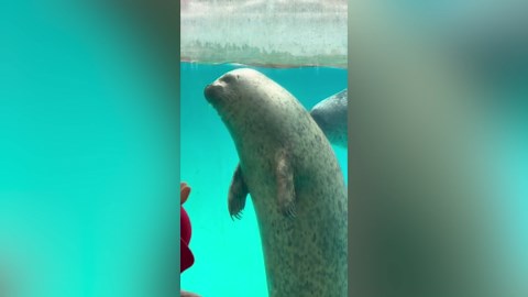 Adorable moment sea lion waves at zoo visitors