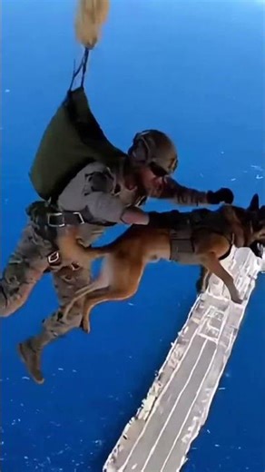 These Military Dogs Jump Into Combat Like Trained Soldiers #k9 #malinois #deltaforce #military