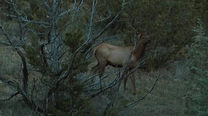 Take a minute to escape to the sounds of elk country. | Rocky Mountain Elk Foundation
