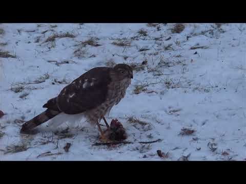 HAWK CAPTURES BLUE JAY