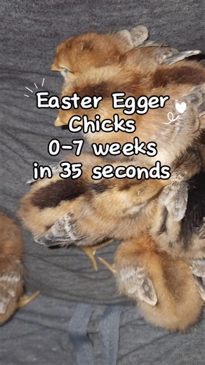 Age Progression of Easter Egger Chicks